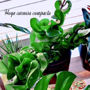 ホヤ　カルノーサ　コンパクタの画像 by アィリィさん | 窓辺と多肉植物と観葉植物と葉っぱとホヤと成長記録とホヤ カルノーサとホヤ　カルノーサ　コンパクタ