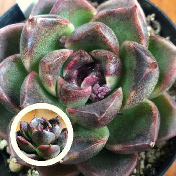 ブラッドマリアの投稿画像一覧 Greensnap グリーンスナップ