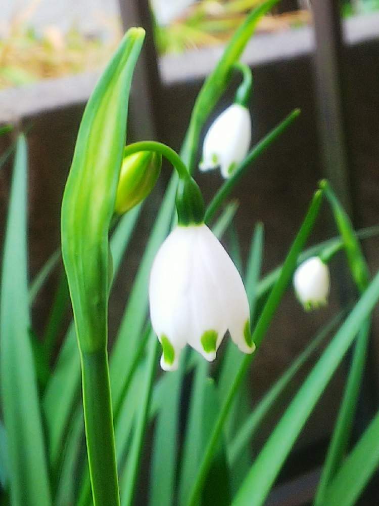 スノーフレークの投稿画像 By Npaさん 小さな庭と毒ですよとスノーフレーク と毒ですよとスノーフレーク 21月3月17日 Greensnap グリーンスナップ Greensnap グリーンスナップ