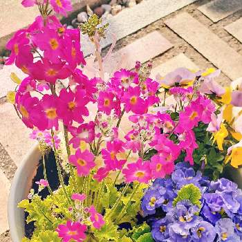 プリムラ ロゼア の投稿画像一覧 Greensnap グリーンスナップ