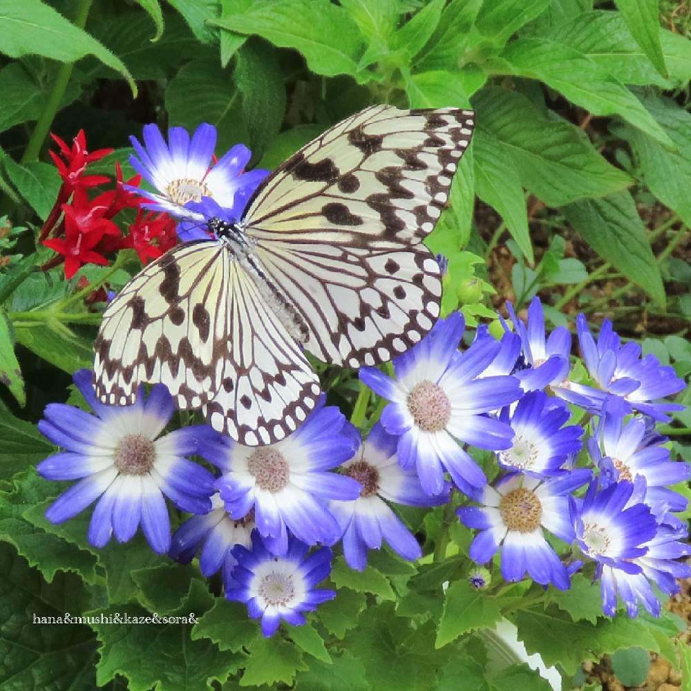 里山大好き協会の投稿画像 By 花と虫と風と空とさん 山野草大好き協会とフラワーパーク鹿児島と花と虫ととペンタスとシネラリアと花 いろいろと多様性を愛する会とカマキリ先生ファン倶楽部と里山大好き協会と山野草大好き協会とフラワーパーク鹿児島と花と虫とと花