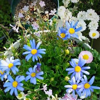 野に咲く花のようにの画像 by plumeriaさん | シバザクラ♡と嬉しいな♡と好きな色と野に咲く花のようにとありがとう♡と可愛い❤とブルーデージー♪と庭先と癒されると花のある暮らしとデージー♡