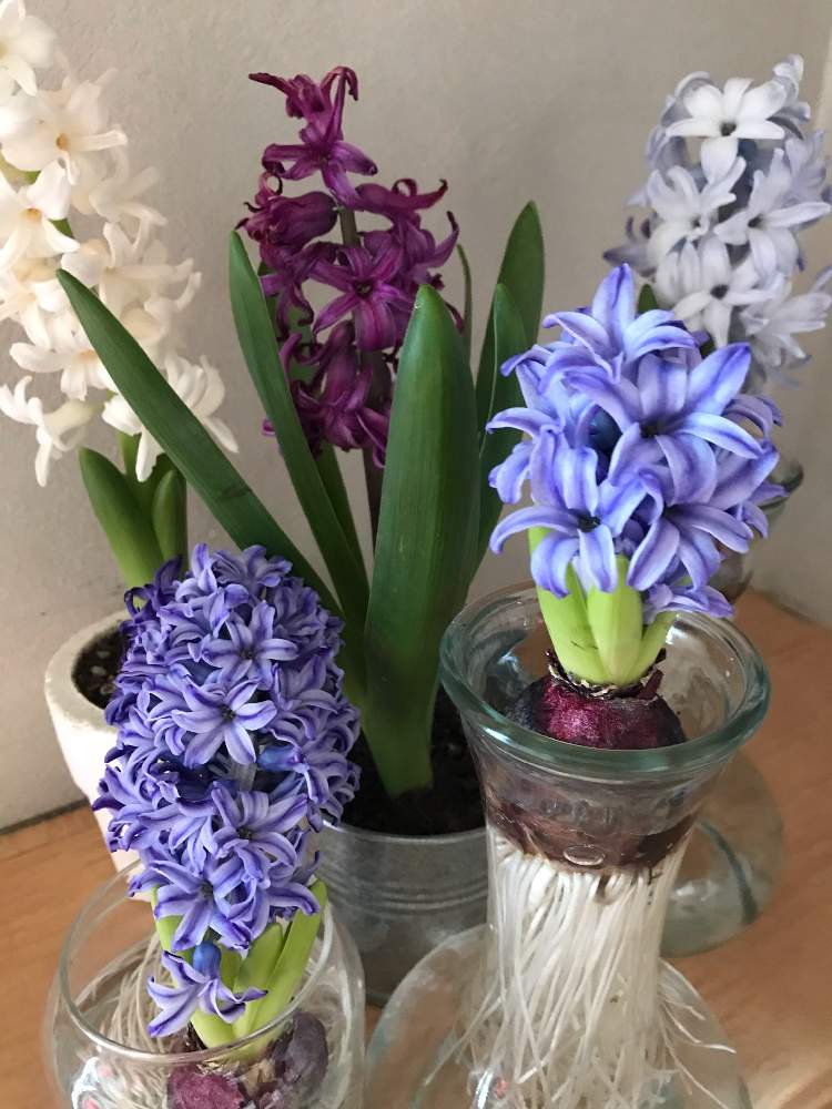 ヒヤシンスの投稿画像 By 花音さん ヒヤシンスの球根とヒヤシンス 水耕栽培とおうち園芸と水耕栽培と花びんと花のある暮らしと植木鉢 21月3月17日 Greensnap グリーンスナップ