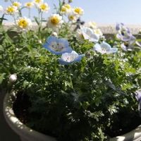 ネモフィラの育て方 種まきや苗の植え付け時期は こぼれ種でも育つ Greensnap グリーンスナップ ネモフィラの育て方 種まきや苗の植え付け時期は こぼれ種でも育つ Greensnap グリーンスナップ