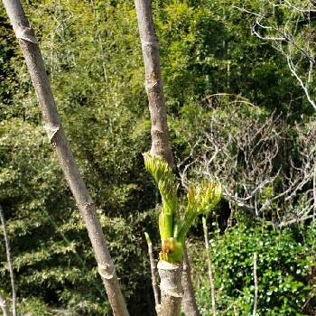 ウコギ科の投稿画像一覧 Greensnap グリーンスナップ