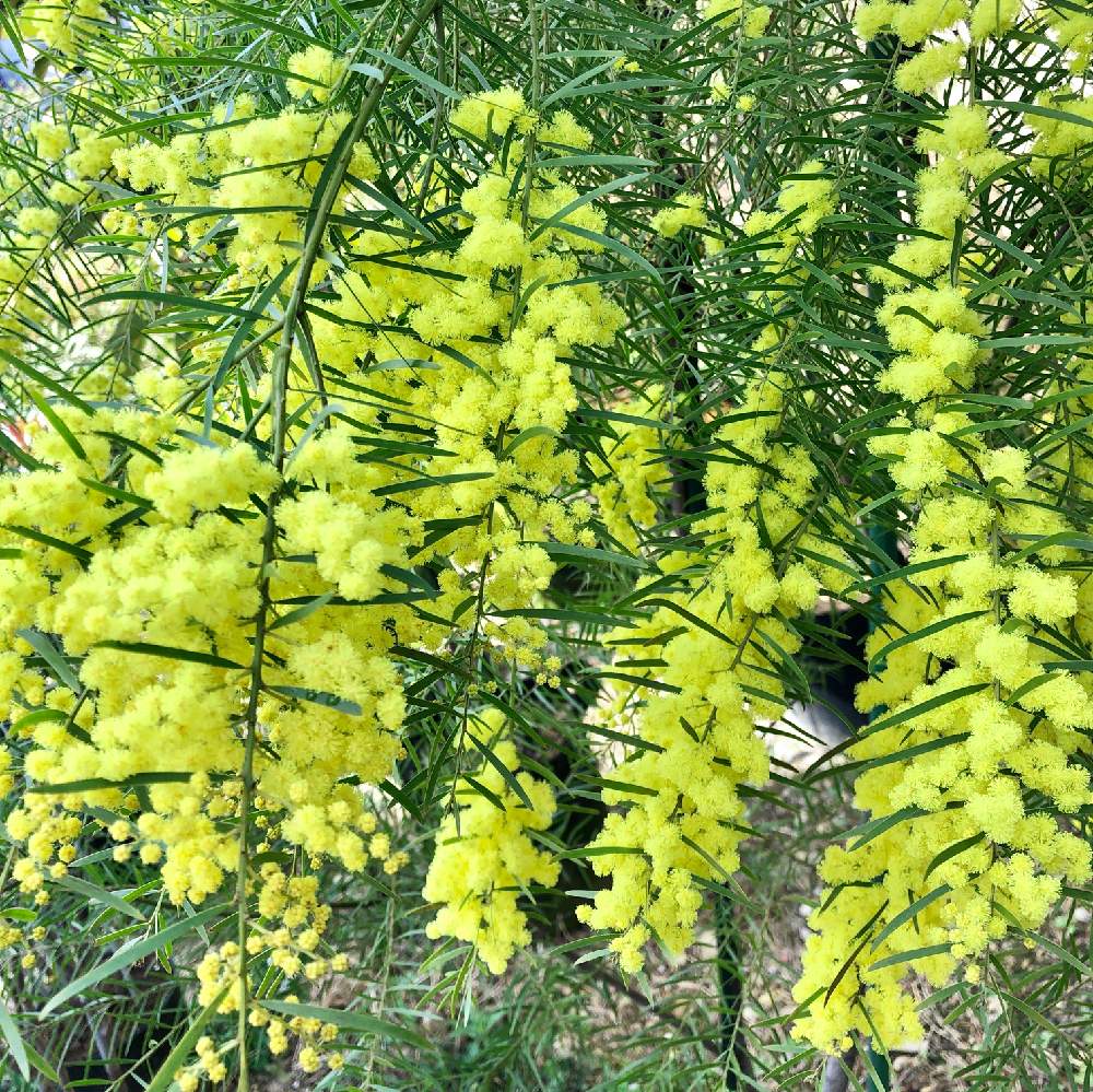 アカシア ブリスベンワトル 樽型鉢植え - 植物/観葉植物