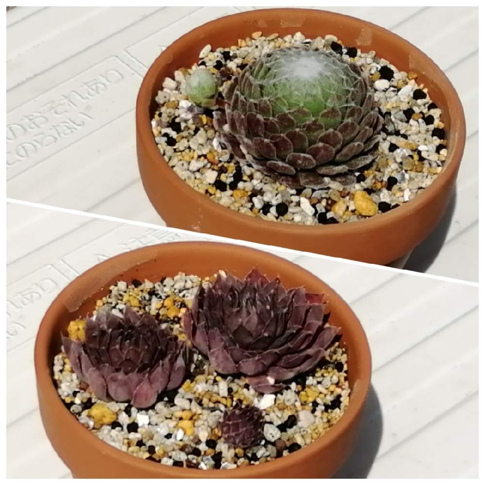 ガゼルの投稿画像 By Kiraraさん センペルビウム マリーンと植え替えと多肉ベビーと多肉初心者と春ですね 21月3月17日 Greensnap グリーンスナップ