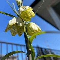 バイモ,花壇,ガーデニング,山野草,ユリ科の画像