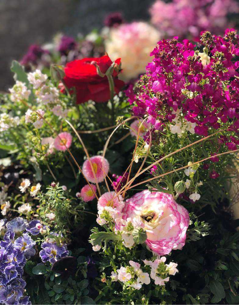 リナリア愛 わたしとリナリアの10年ものがたり Greensnap グリーンスナップ