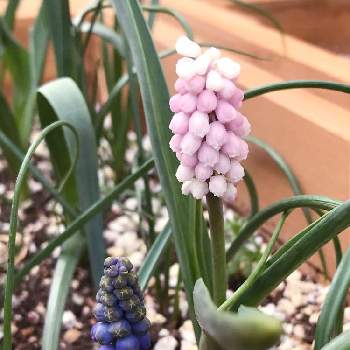 ムスカリ ピンクサンライズの投稿画像一覧 Greensnap グリーンスナップ