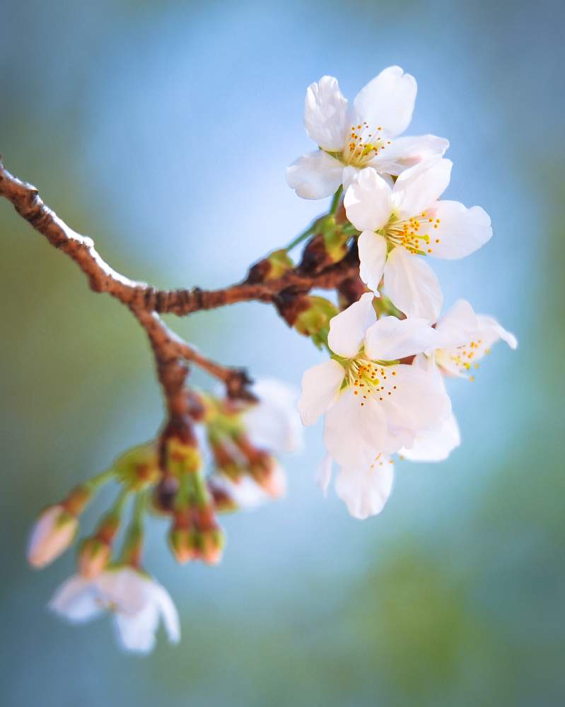 サクラの投稿画像 By あつぼんさん ソメイヨシノとお出かけ先と春のお花とピンクの花とさくら 桜 サクラと万葉集と白い花と春のお花とピンクの花とさくら 桜 サクラと万葉集と白い花 21月3月17日 Greensnap グリーンスナップ Greensnap グリーンスナップ