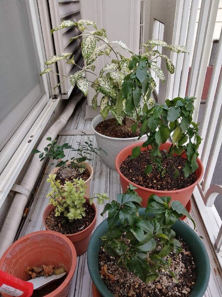 ハイビスカスの投稿画像 By のむーんさん シルクジャスミンとクロサンドラ かがり火とドラセナゴッドセフィアナ とピットスポルム エルフィン 21月3月17日 Greensnap グリーンスナップ Greensnap グリーンスナップ