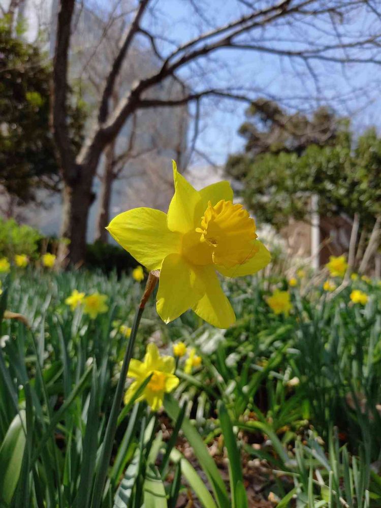 せつ工房さんの山下公園への投稿