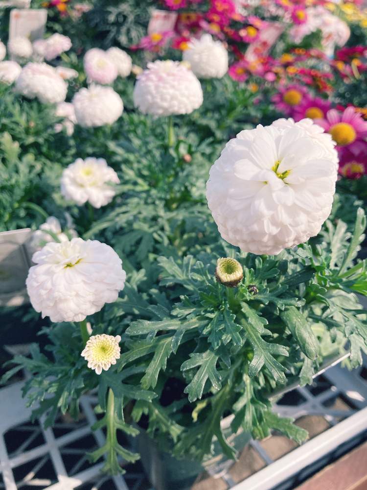 マーガレットマルコロッシの投稿画像 By ティーさん お気に入りの園芸店と元気モリモリと乾燥に強いとマーガレット大好きと可愛い 21月3月17日 Greensnap グリーンスナップ