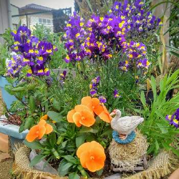 よく咲くスミレ·マーマレードの画像 by Digitalis（ジギー）さん | 広い庭とリナリアとゴールデンハニーサックルとよく咲くスミレ·マーマレードと初めてと今日のお花とキュンキュン乙女倶楽部とGSアダルトチーム