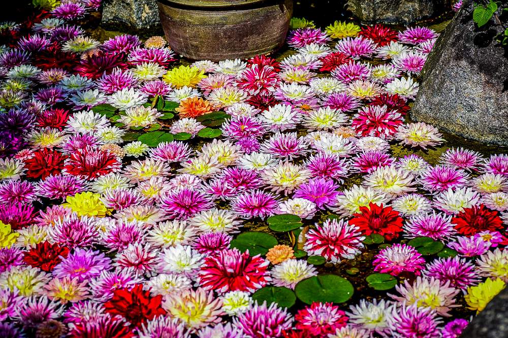 ダリアの投稿画像 By ひろさんさん 岡寺のダリア 21月3月17日 Greensnap グリーンスナップ