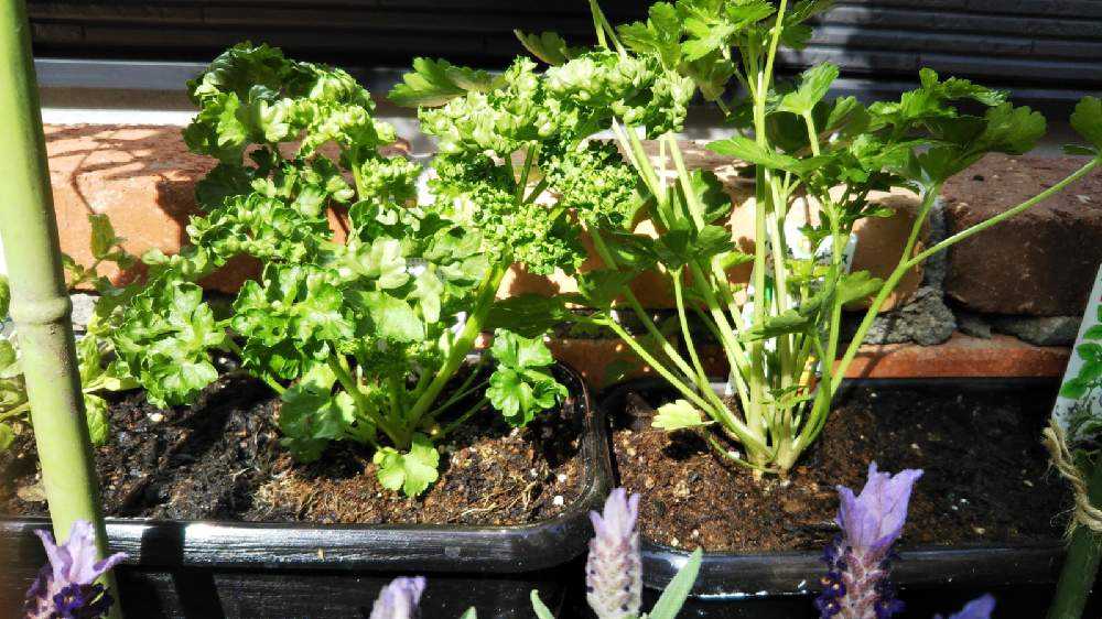 60円 在庫処分 ハーブの鉢作り 庭作り 花壇の楽しみ方 花作り手帖