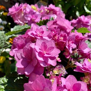 素敵なピンクの画像 by さいたまさん | お出かけ先とアジサイとアジサイ 卑弥呼とどこまでも紫陽花が好きと近所の園芸店と休日の過ごし方とピンクワールドへ ようこそと加茂花菖蒲園作出と素敵なピンクと店頭に並ぶ紫陽花シリーズと加茂セレクションと紫陽花が好き♡と紫陽花が好きと花びらの魅力✨と2021紫陽花祭り【赤】