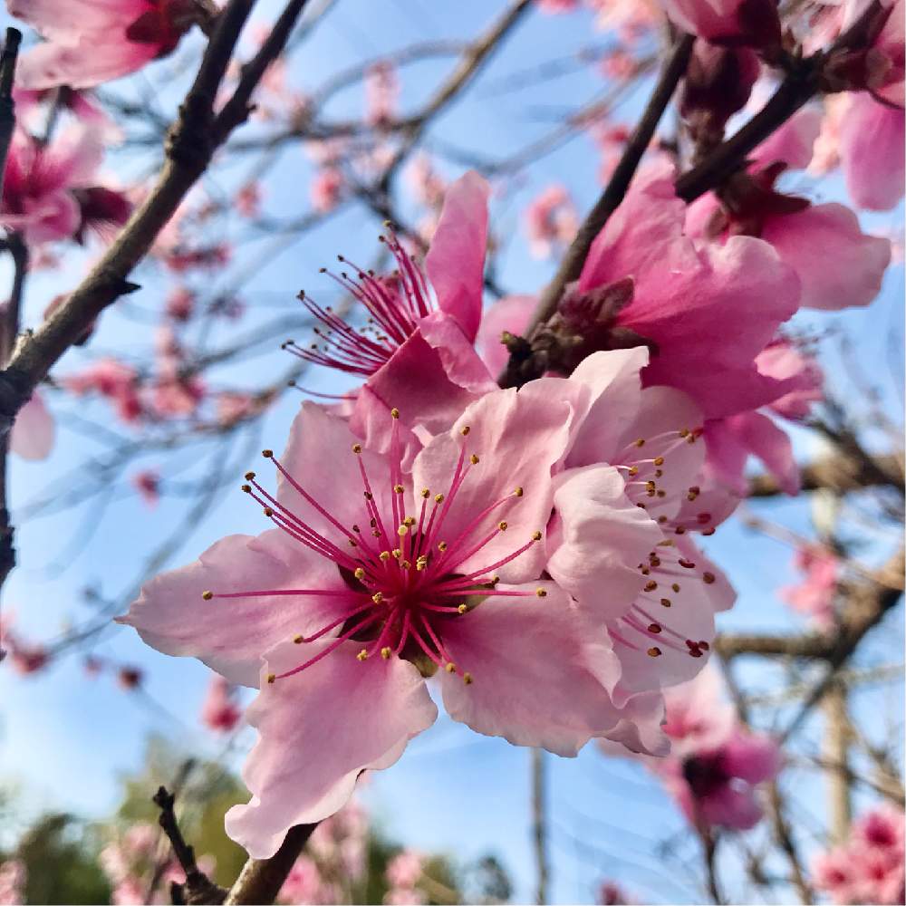 桃の花の投稿画像 By アンジュローズ 徳島 阿南さん 水蜜桃と畑と畑の花と田舎の畑と畑の花と田舎の畑 21月3月 17日 Greensnap グリーンスナップ Greensnap グリーンスナップ