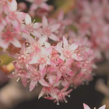 ゴーラムの花の投稿画像一覧 Greensnap グリーンスナップ