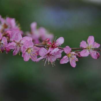 初春の花の投稿画像一覧 Greensnap グリーンスナップ