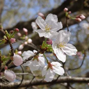 バラ科サクラ属の投稿画像一覧 Greensnap グリーンスナップ