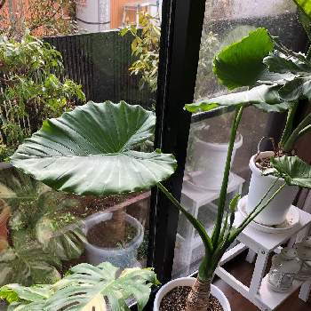 クワズイモの育て方 増やし方は挿し木 土や水やり 植え替えは Greensnap グリーンスナップ