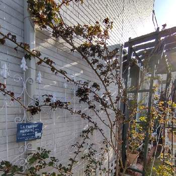 つるバラ壁面誘引の投稿画像一覧 Greensnap グリーンスナップ