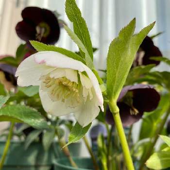 クリスマスローズ セミダブルの投稿画像一覧 Greensnap グリーンスナップ