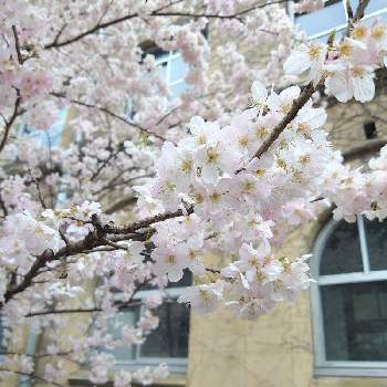 春めき桜の投稿画像一覧 Greensnap グリーンスナップ