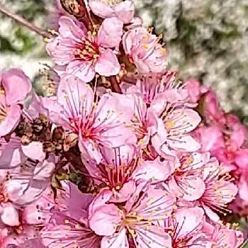 にわうめのお花の画像 by kunekuneさん | お出かけ先と庭梅(にわうめ)とピンクの花とお出かけ先でとおうち園芸とにわうめのお花と綺麗✨