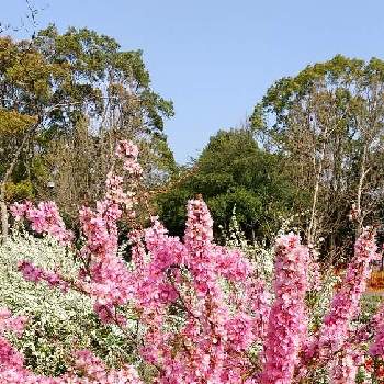 にわうめのお花の画像 by kunekuneさん | お出かけ先と庭梅(にわうめ)とピンクの花と満開と公園とおうち園芸とにわうめのお花と綺麗✨