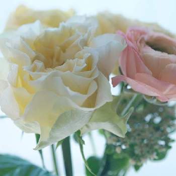 バラ レモンフォセットの投稿画像一覧 Greensnap グリーンスナップ