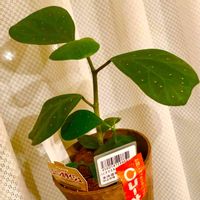 記念樹,愛知県,ゴールドコイン。,買物メモ,小判菩提樹.の画像