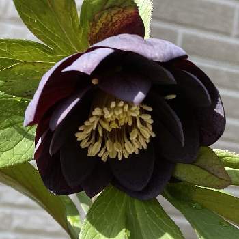 クリスマスローズ ブラックダブルの投稿画像一覧 Greensnap グリーンスナップ