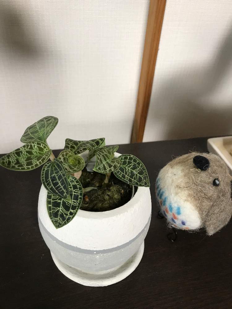 ジュエルオーキッドのお手入れ Greensnap グリーンスナップ