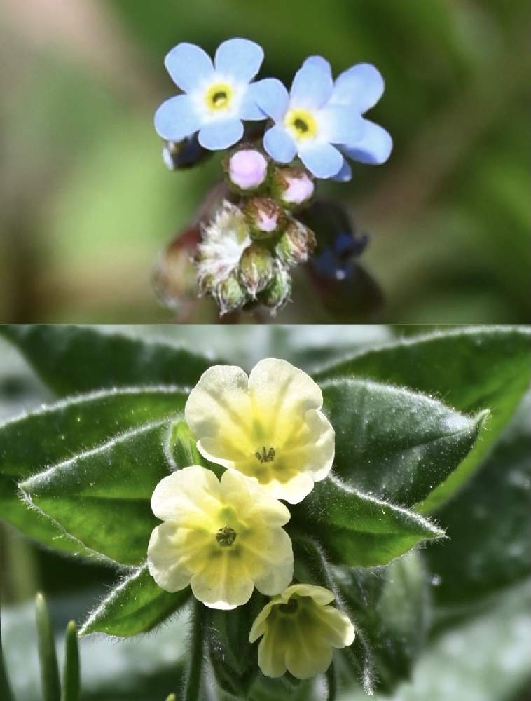 キュウリグサの投稿画像 By てもちぶたさん キバナムラサキと水色の花とムラサキ科と小石川植物園と山野草と黄色い花と珍しい花と雑草と水色の花とムラサキ科と小石川植物園と山野草と黄色い花と珍しい花と雑草 21月3月18日 Greensnap グリーンスナップ