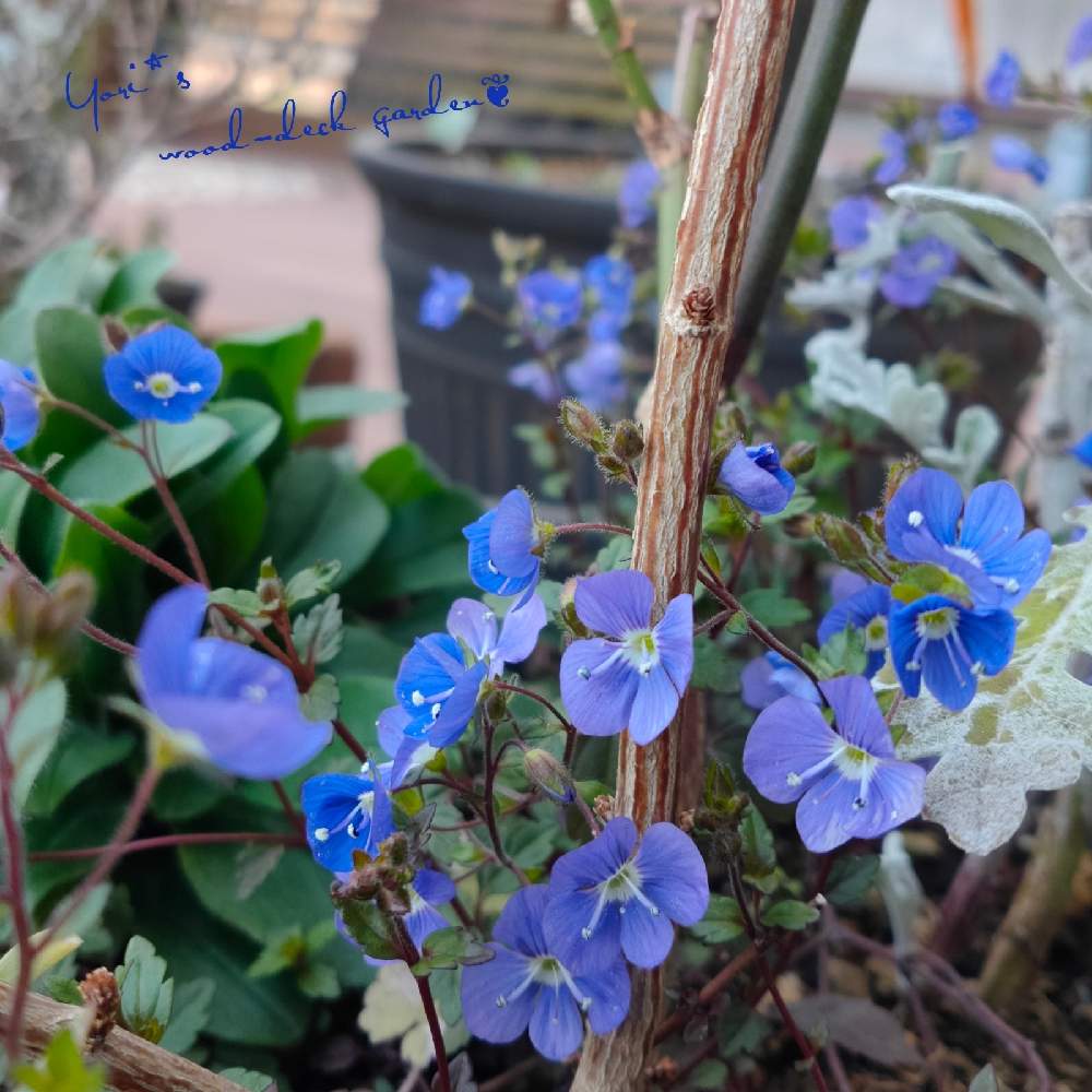 庭の風景の投稿画像 By Yori さん ウッドデッキと青い花とおうち園芸とコンテナガーデンと鉢植えとガーデニングとブルーガーデンと庭の宿根草 とベロニカ オックスフォードブルーと庭の風景とウッドデッキと青い花とおうち園芸とコンテナガーデンと鉢植えとガーデニング
