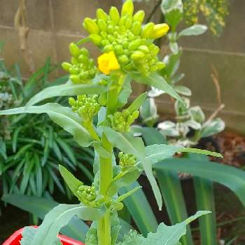 リボベジの投稿画像一覧 Greensnap グリーンスナップ