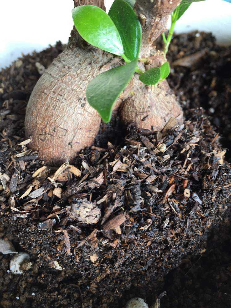 ガジュマル君の気根を増やして太らす計画 Greensnap グリーンスナップ