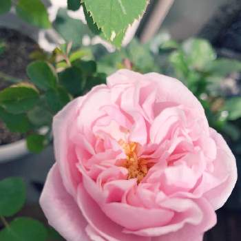 バラ ヘルシューレンの投稿画像一覧 Greensnap グリーンスナップ