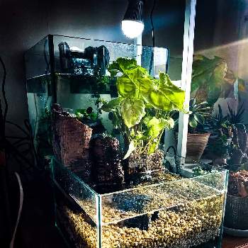 水槽栽培の投稿画像一覧 Greensnap グリーンスナップ