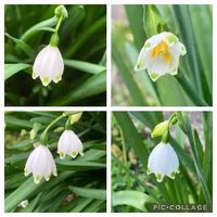 スノーフレーク 鈴蘭水仙 の育て方 球根の増やし方は 毒に注意が必要 Greensnap グリーンスナップ