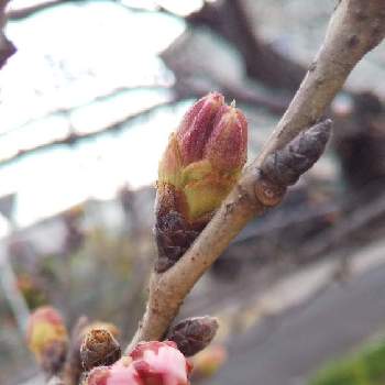 さくらのつぼみの投稿画像一覧 Greensnap グリーンスナップ