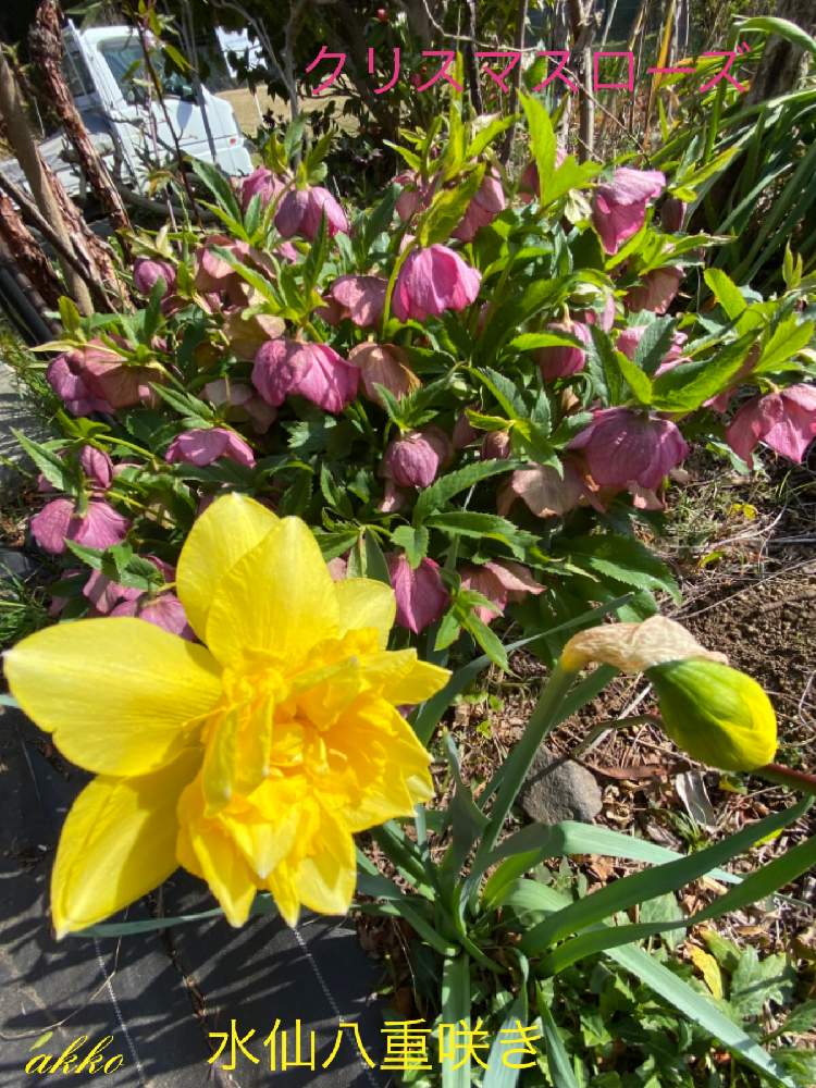 我が家の花畑の水仙とクリスマスローズの投稿画像 By ひみつのアッコちゃんさん 我が家の花畑と可愛い花と花のある生活と美しい花と元気な花と大好きな花と花を見る喜びと私のお気に入りと元気な植物と地植えの花 21月3月18日 Greensnap グリーンスナップ