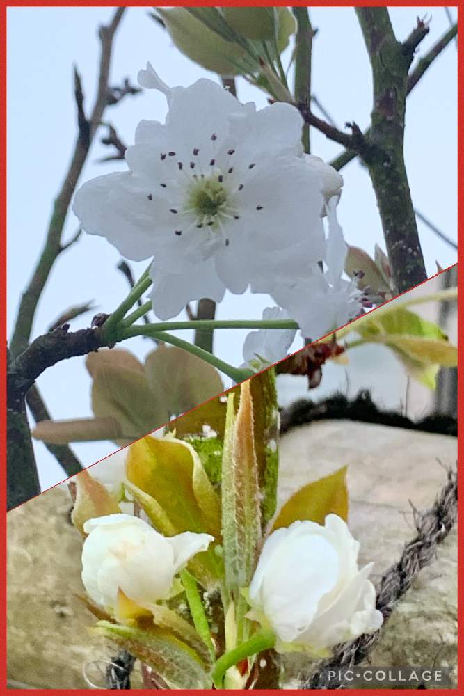 ラ フランス 西洋梨 の花の投稿画像 By よっしーさん 庭木とおうち園芸 21月3月18日 Greensnap グリーンスナップ