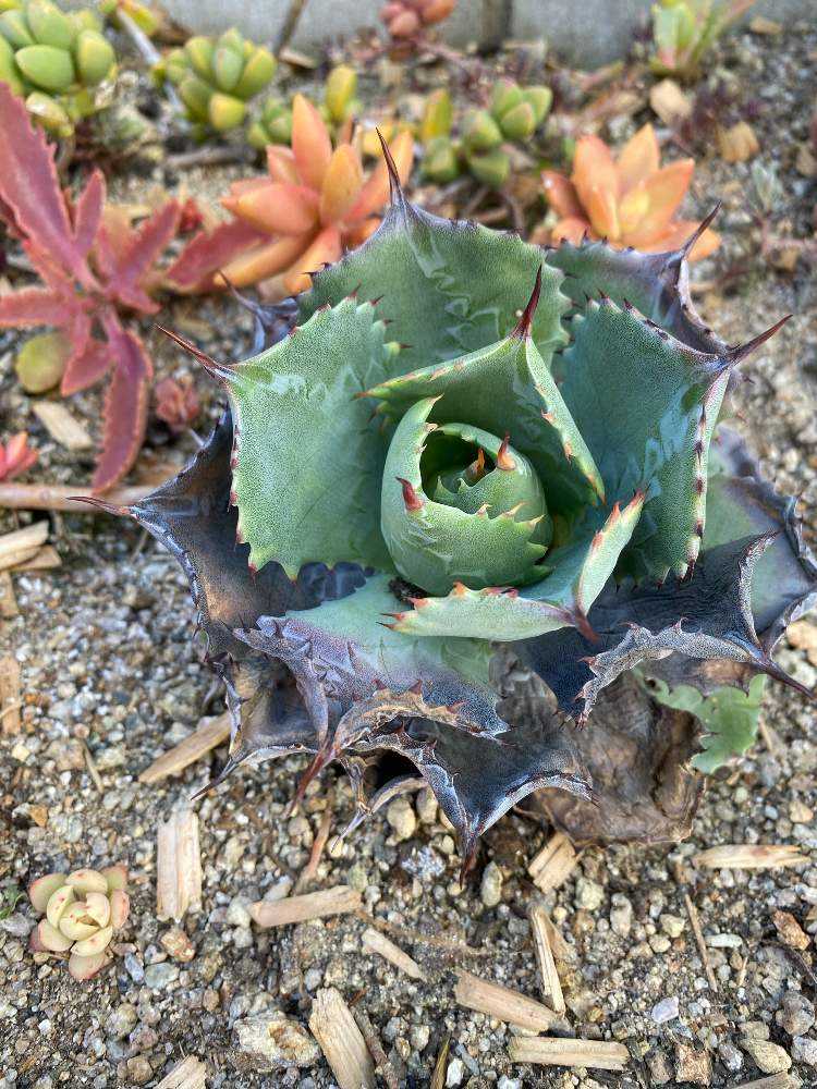 エボリスピナ × スポーン × イシスメンシス ハイブリッド ジェレミー エボリスピナ × スポーン × イシスメンシス ハイブリッド ジェレミー