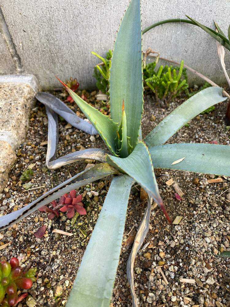 P*o様 アガベ　アメリカーナ　大株　最大90cm!! アガベ アメリカーナ 大株 地植え 引取り限定