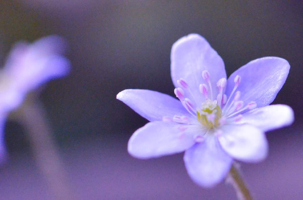 雪割草の投稿画像 By ふぅぅぅさん 鉢植えのお花と雪割草大好きとかわいい と山野草と季節の花と雪割草 と花のある暮らしと雪割草 ミスミソウ とふぅぅぅの雪割草 21月3月18日 Greensnap グリーンスナップ