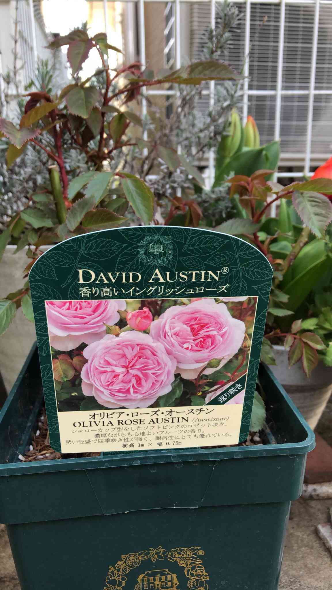 「オリビアローズオースチン」10号鉢 オリビアローズオースチン」10号鉢 オリビア・ローズ・オースチン鉢苗